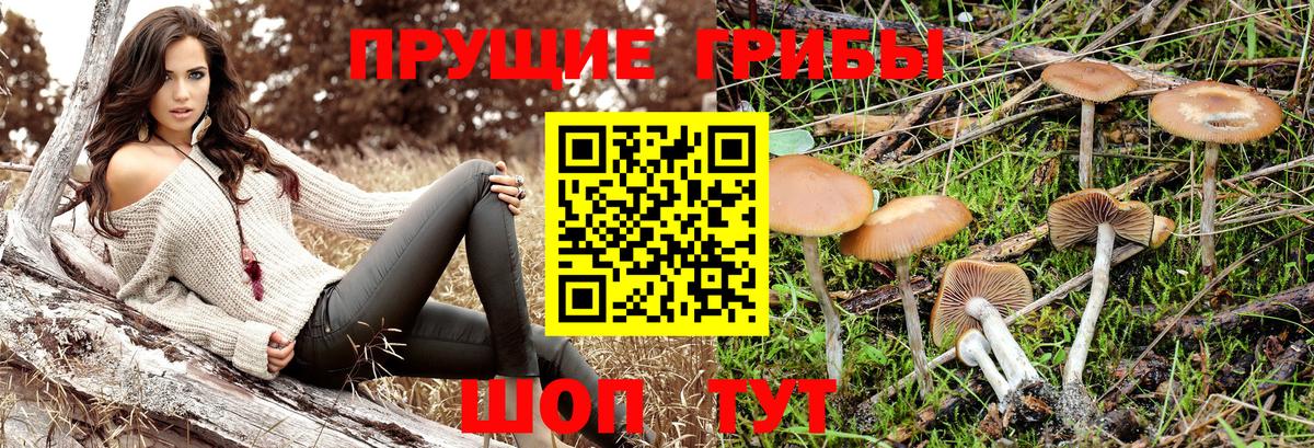 Галлюциногенные грибы Cubensis  Галлюциногенные грибы Psilocybine cubensis  Малоярославец  Вход с VPN 